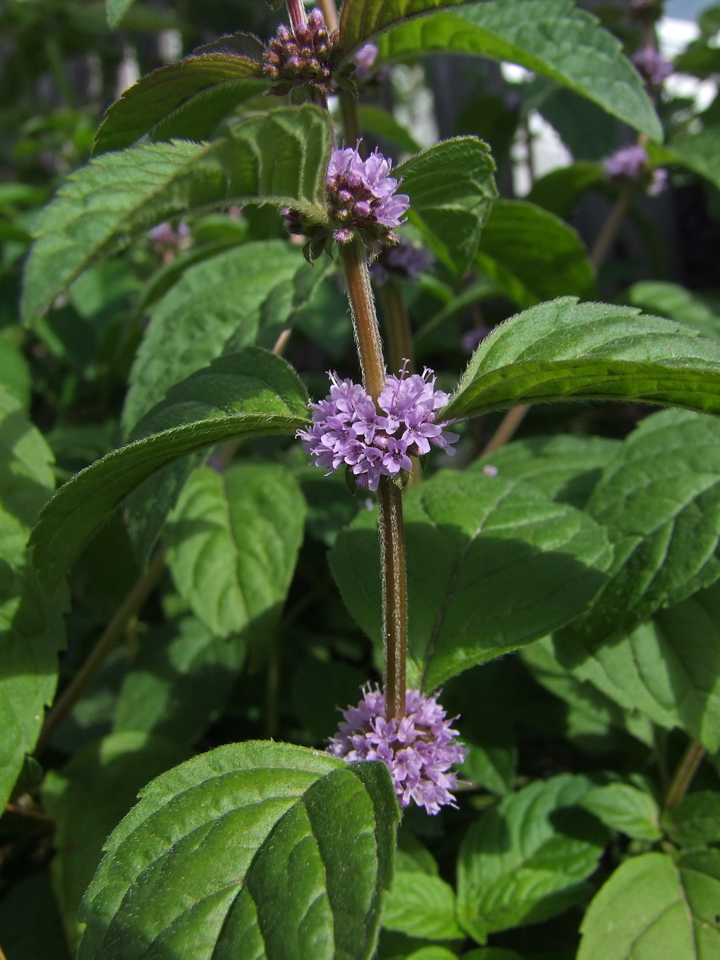 Изображение особи Mentha canadensis.