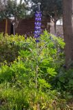 Lupinus pilosus. Цветущее растение. Израиль, г. Тель-Авив, парк Ариэля Шарона, около дороги. 20.02.2022.