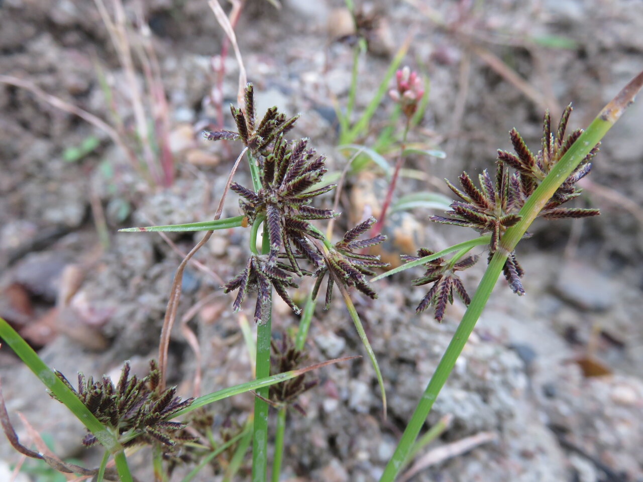 Изображение особи Cyperus fuscus.