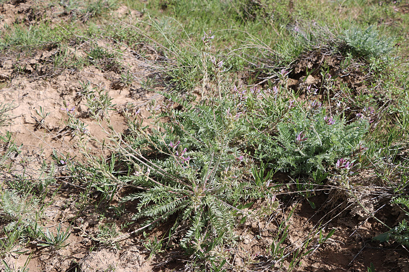 Изображение особи Oxytropis tachtensis.