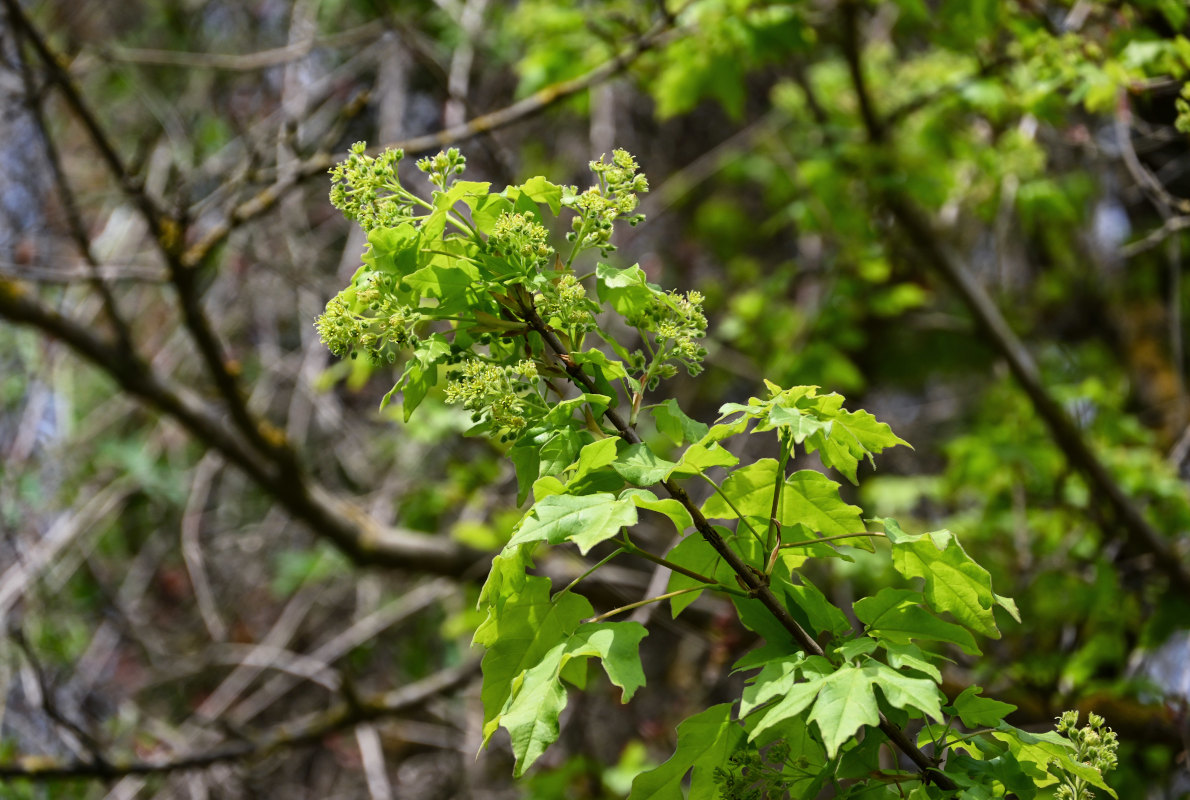 Изображение особи Acer campestre.