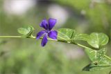 Vinca pubescens