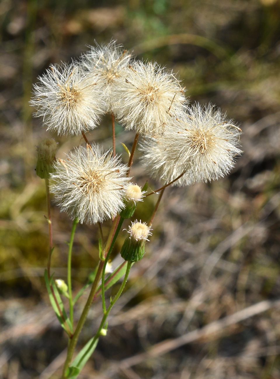 Image of Erigeron acris specimen.