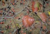 genus Crataegus. Часть веточки с увядающими листьями. Москва, Северо-Западный административный округ, р-н Строгино, Щукинский полуостров, разнотравный луг. 16.09.2022.