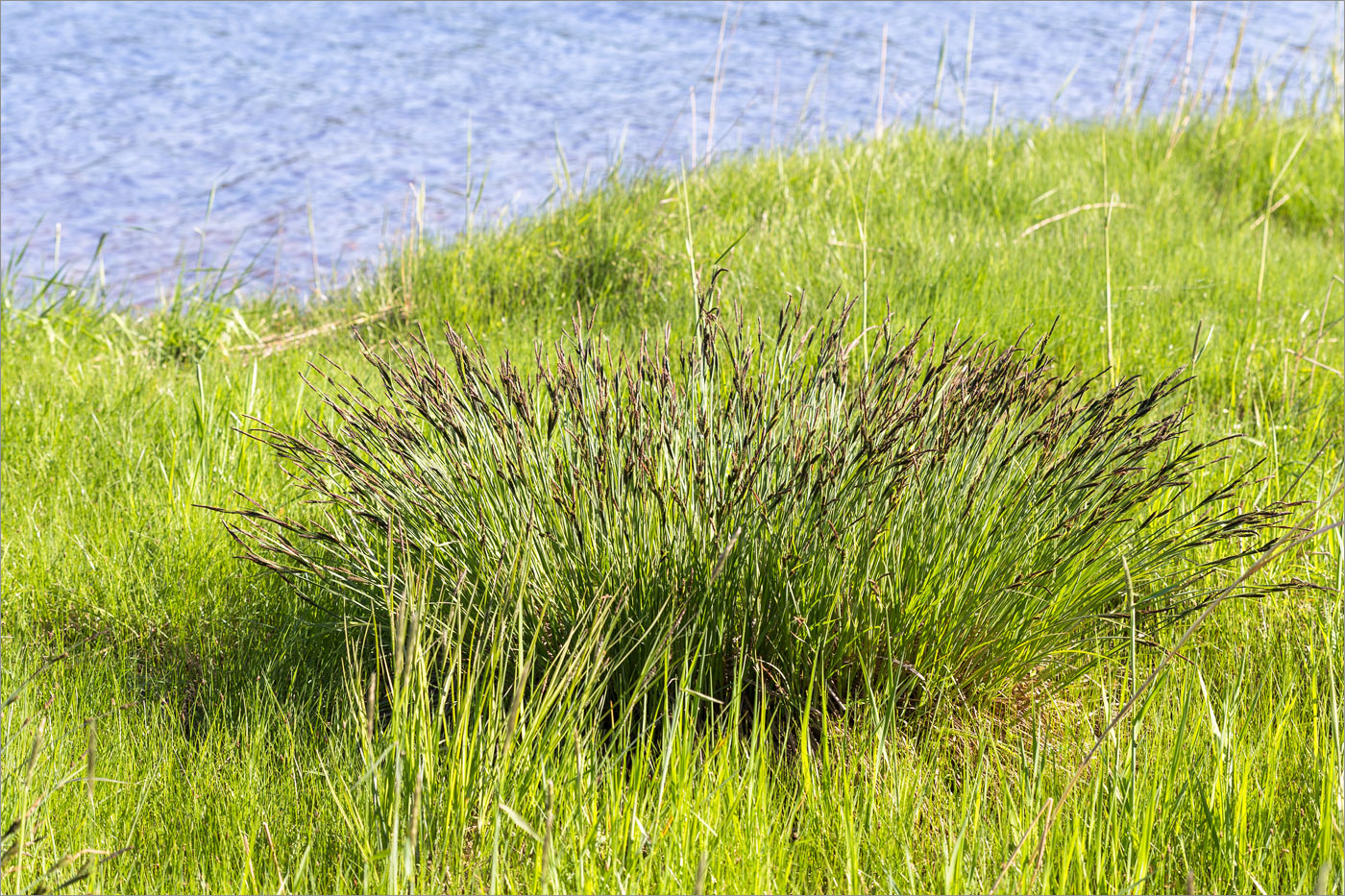 Изображение особи Carex cespitosa.