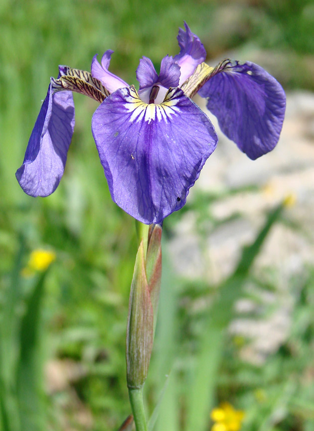 Image of Iris setosa specimen.