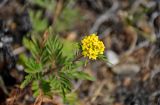 Patrinia rupestris. Верхушка побега с соцветием. Приморье, гор. округ Фокино, бухта Круглая, мыс Голый, каменистый склон. 31.07.2021.