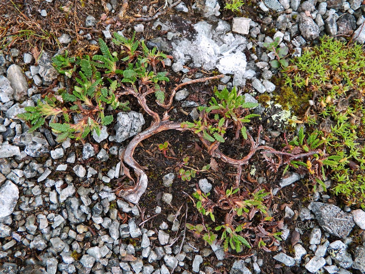 Image of genus Dryas specimen.