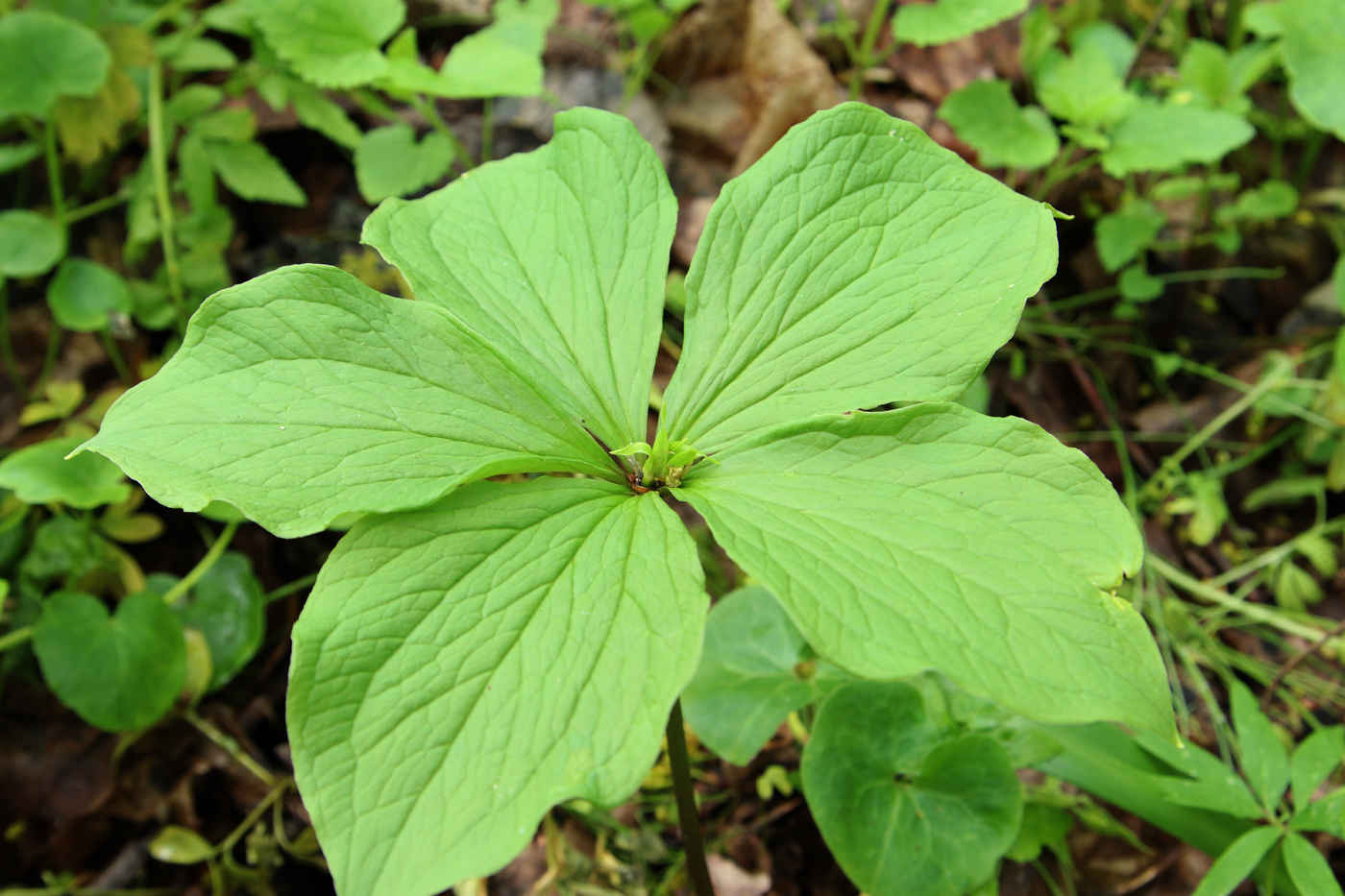 Image of Paris quadrifolia specimen.