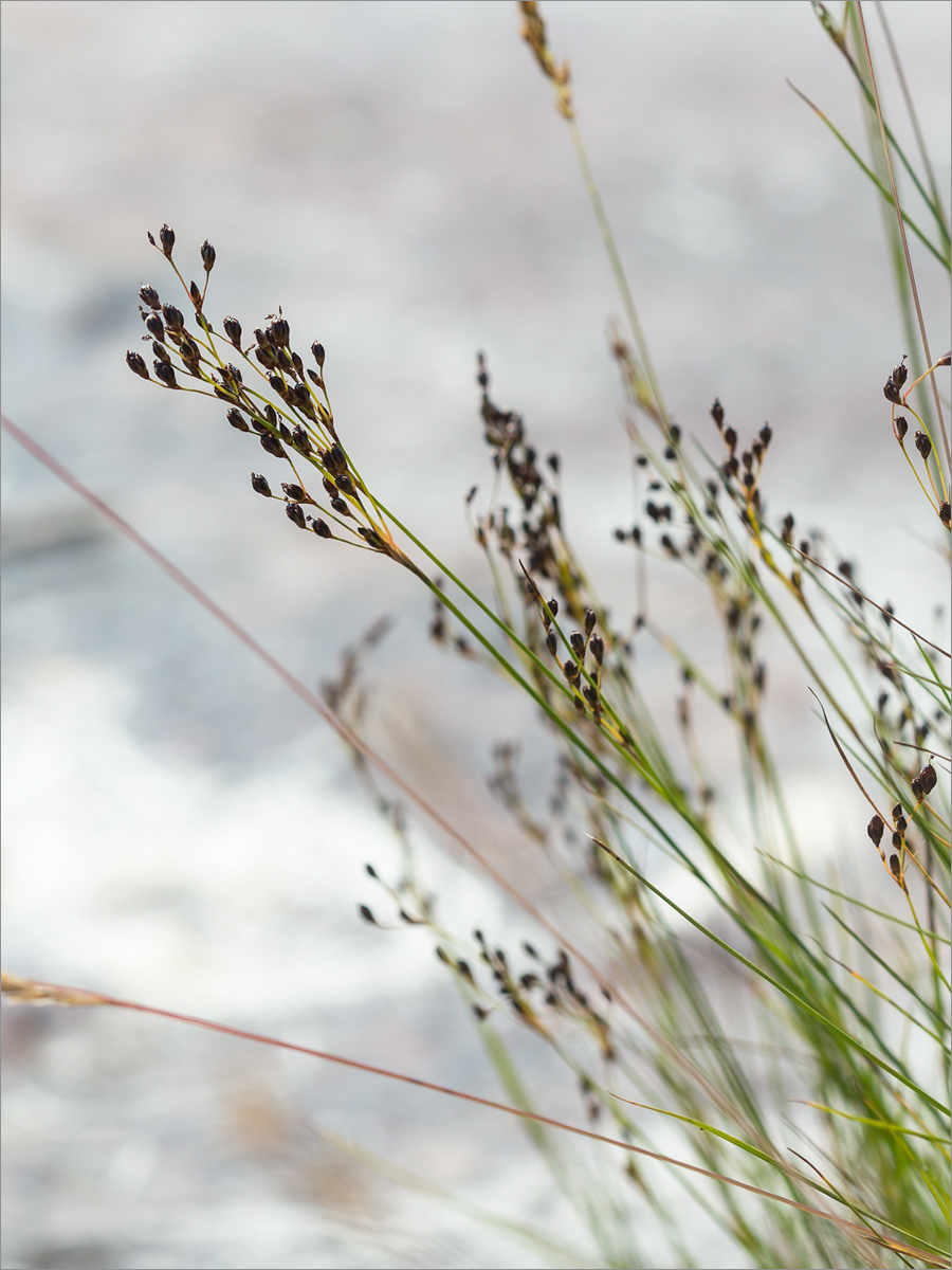 Image of Juncus gerardi specimen.