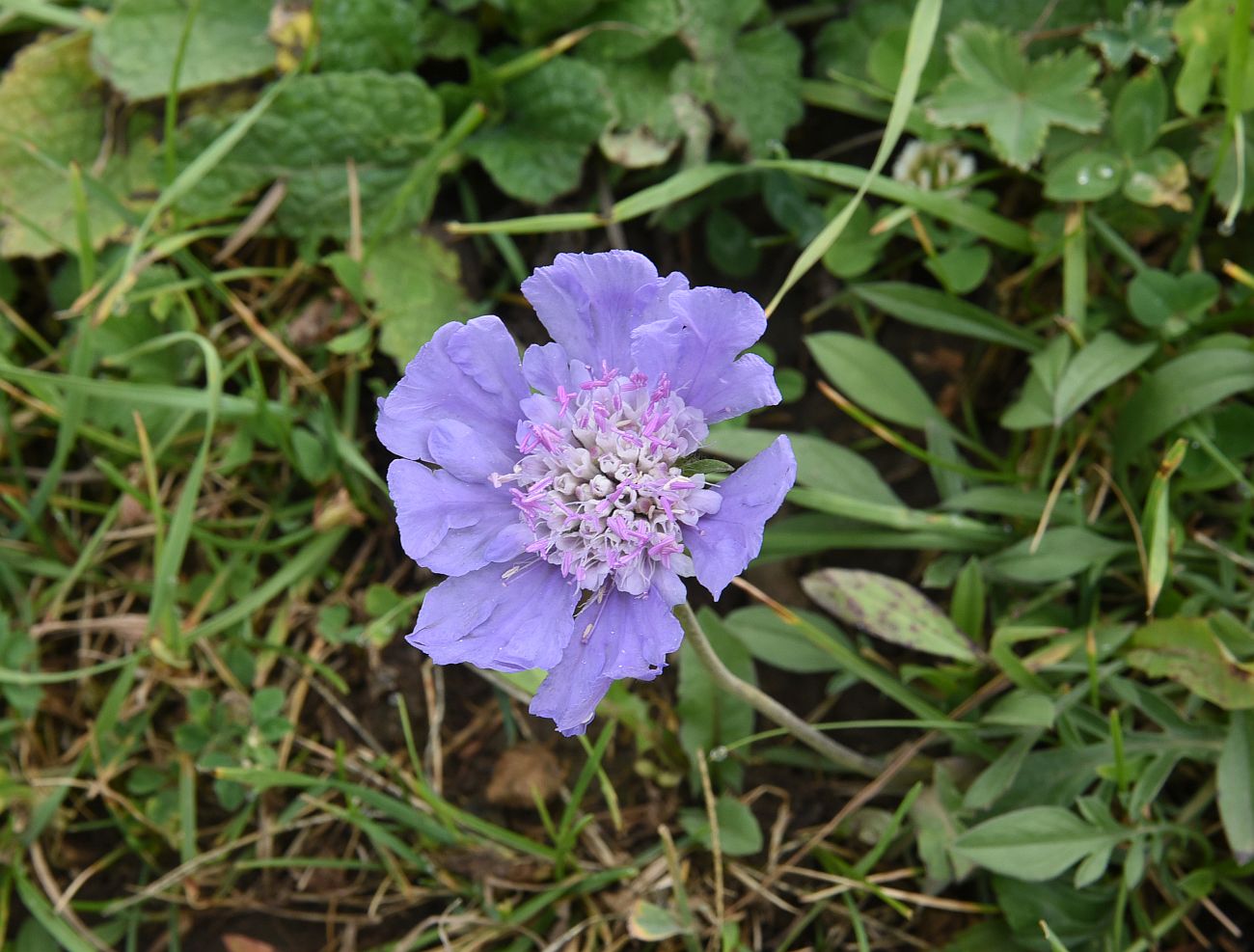 Image of Lomelosia caucasica specimen.