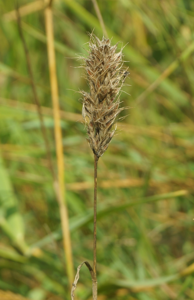 Изображение особи Bromus scoparius.