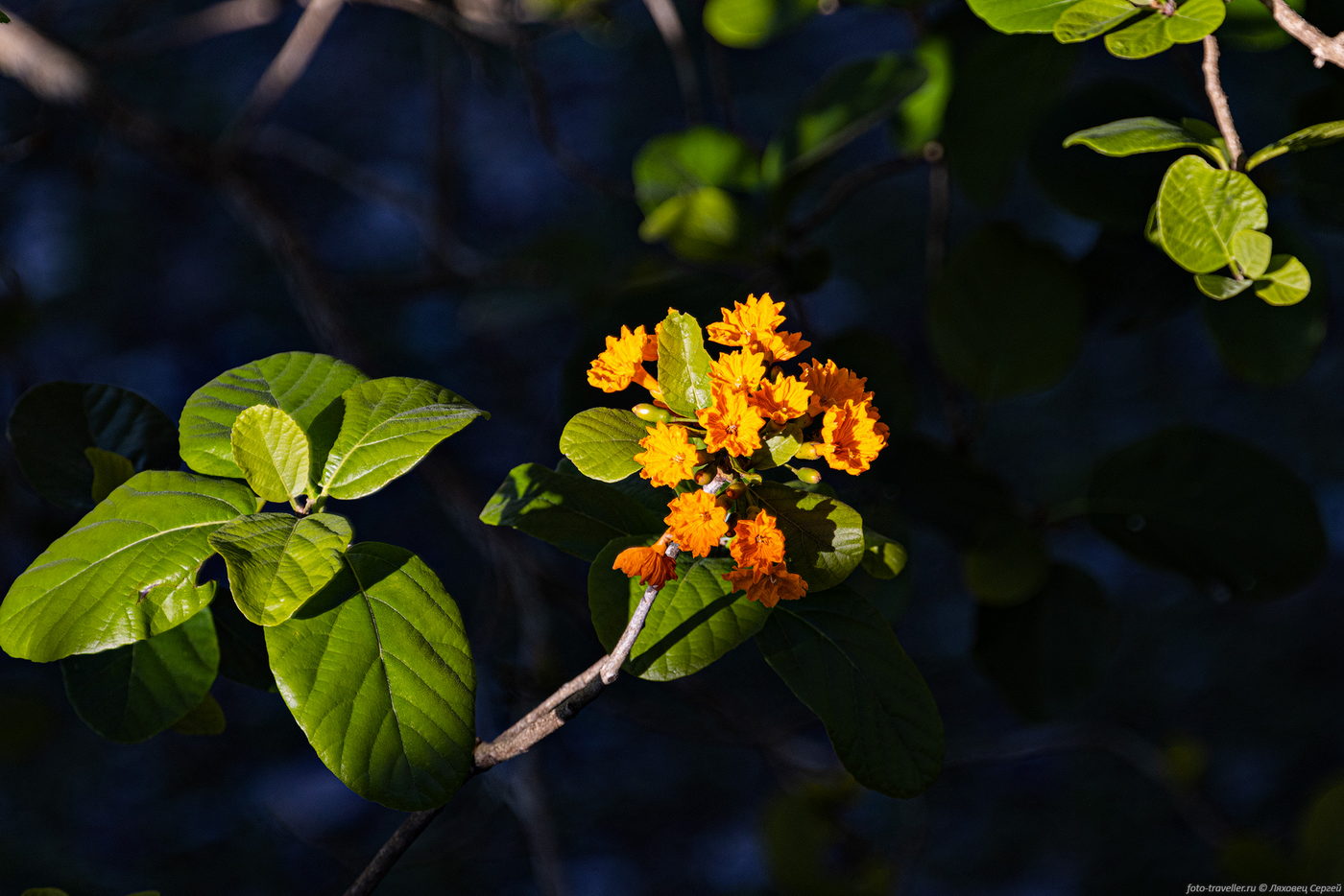 Image of genus Cordia specimen.