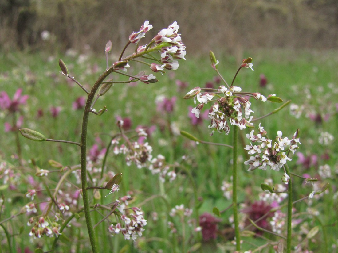 Изображение особи Draba muralis.