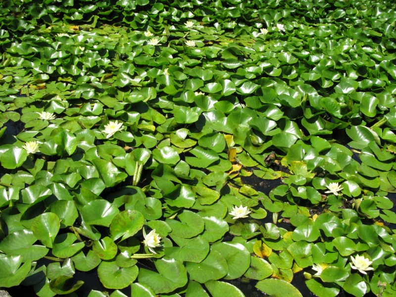 Image of Nymphaea alba specimen.