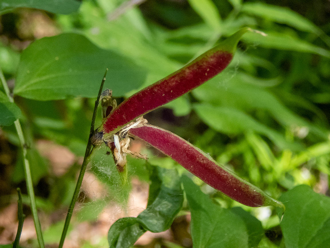 Изображение особи Lathyrus vernus.