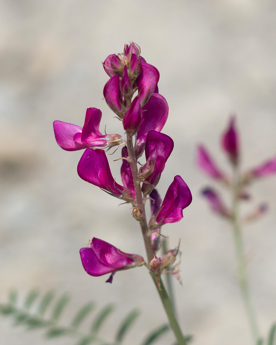 Image of Hedysarum tauricum specimen.