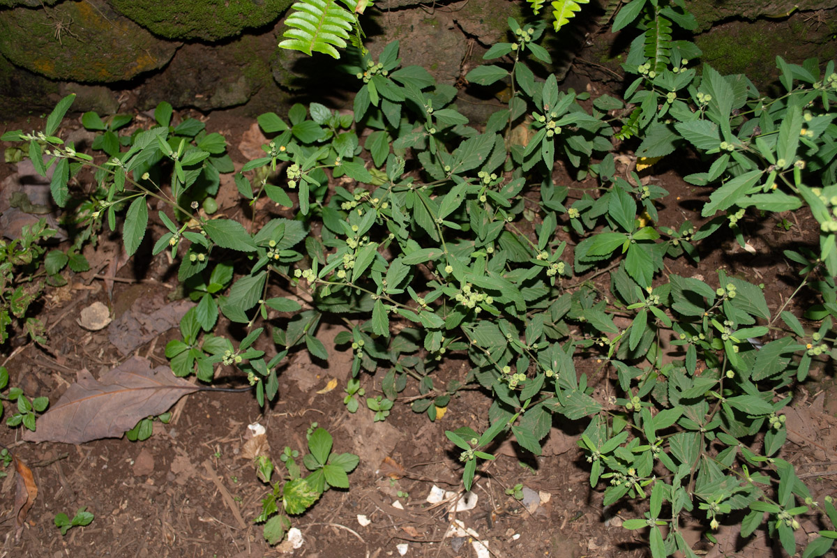 Image of Sida rhombifolia specimen.