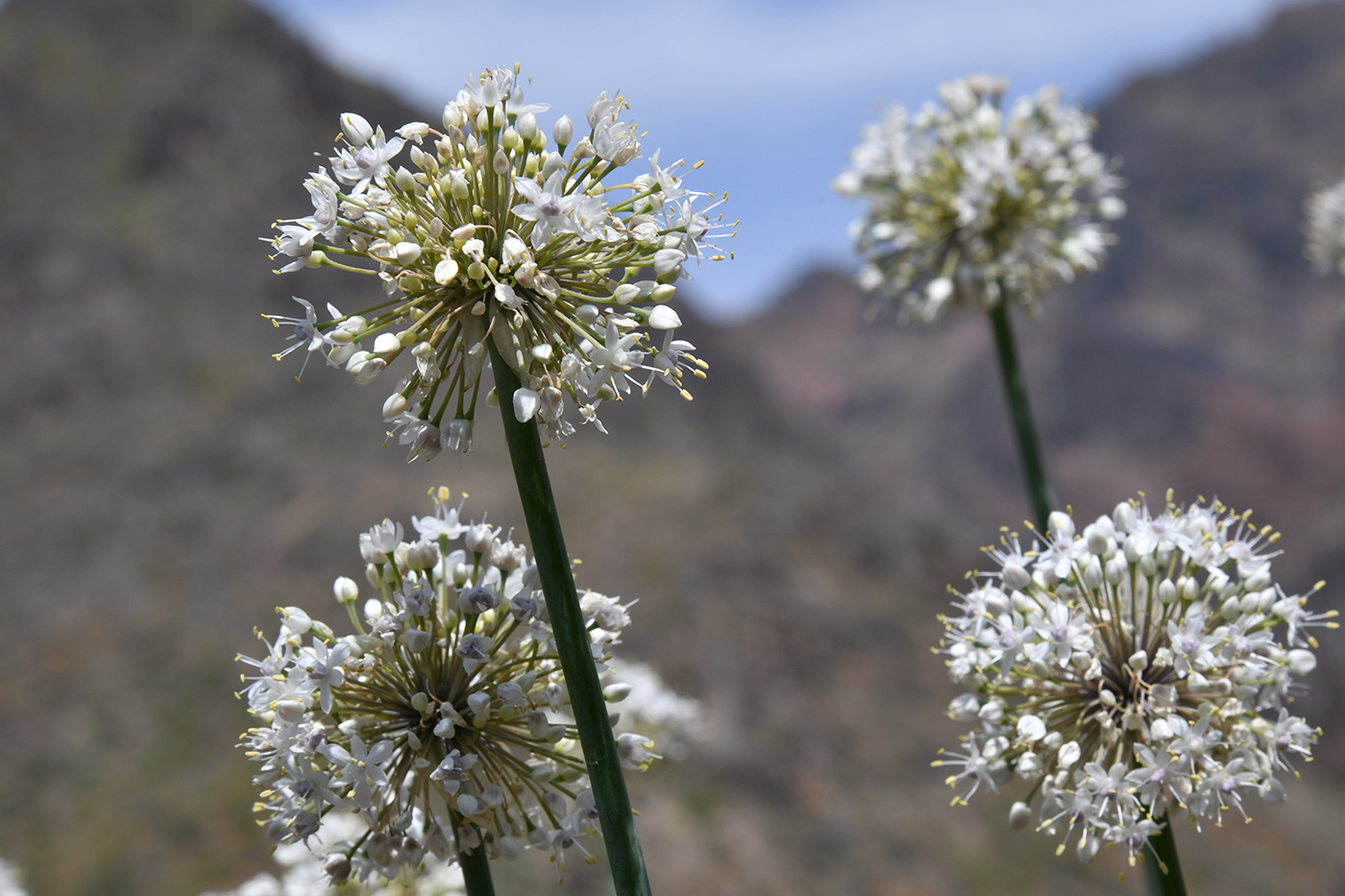 Изображение особи Allium galanthum.