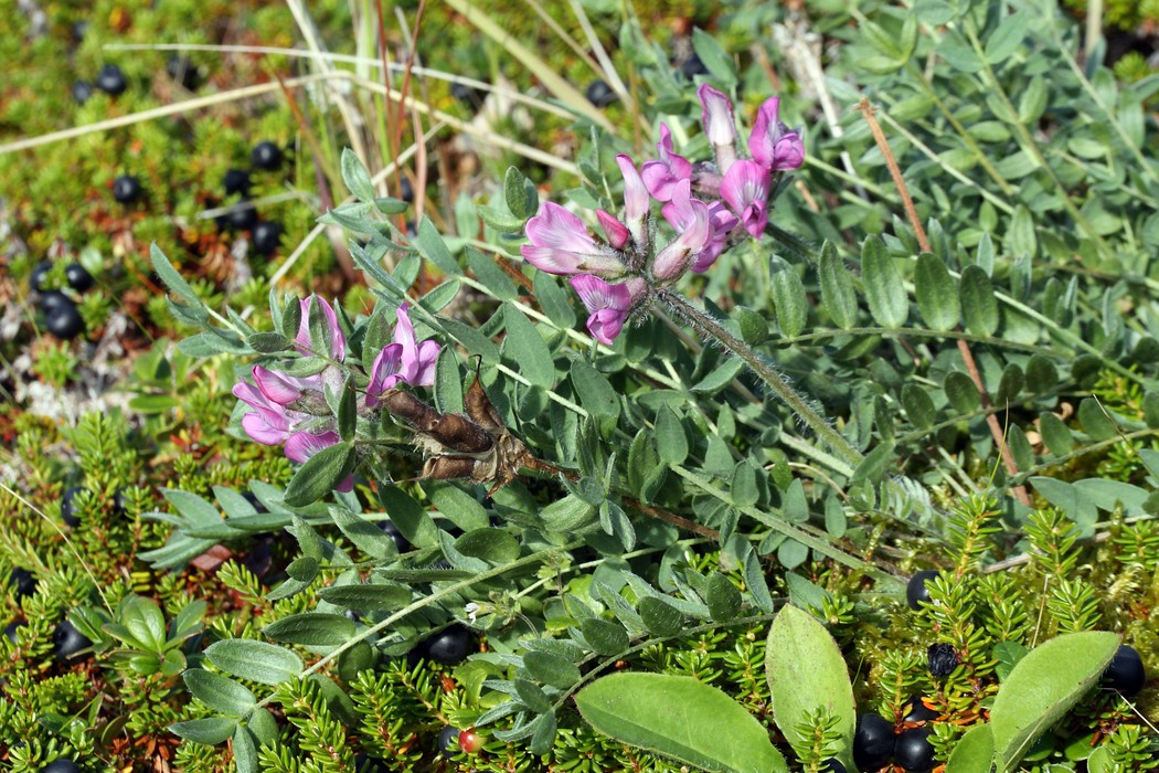 Image of Oxytropis sordida specimen.