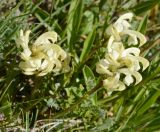 genus Pedicularis