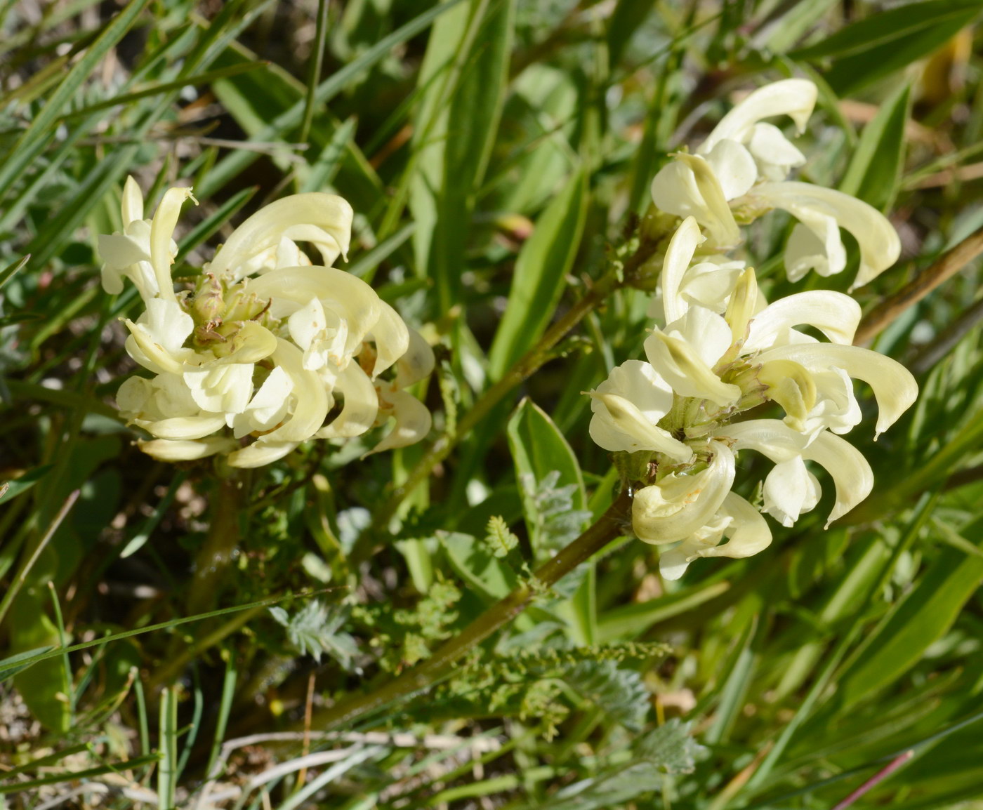 Image of genus Pedicularis specimen.