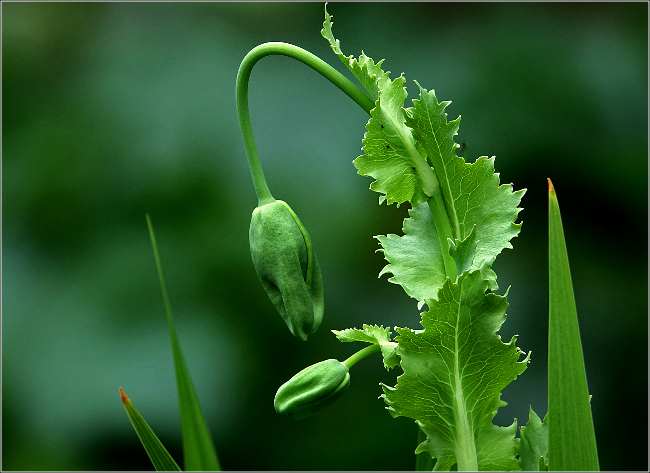 Image of Papaver somniferum specimen.