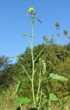 Brassica nigra