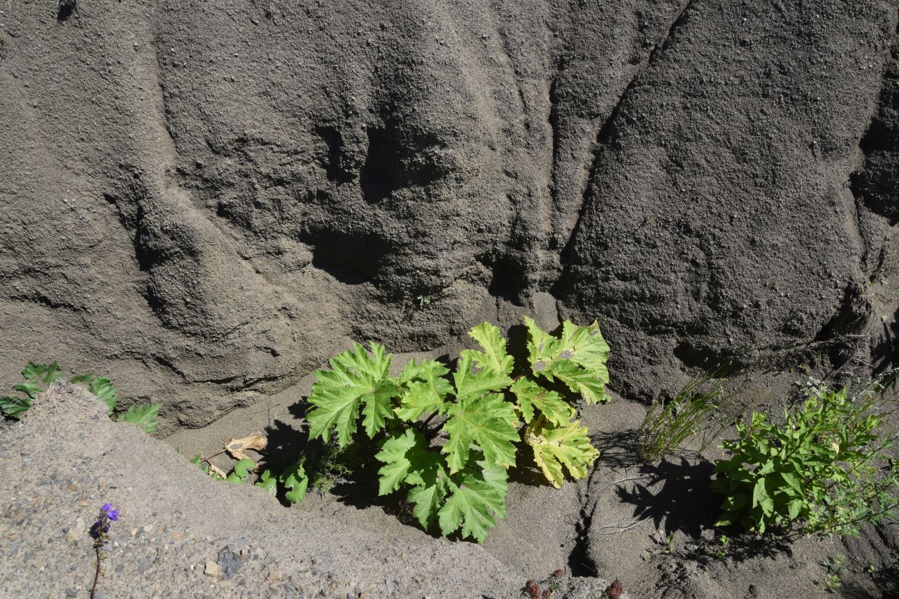 Image of genus Heracleum specimen.