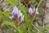 Astragalus oreades. Соцветия и фрагменты листьев. Карачаево-Черкесия, Карачаевский р-н, ущелье р. Кичкинекол (Узункольский), ≈ 2410 м н.у.м., морена ледника Большой Кичкинекол. 21.07.2023.