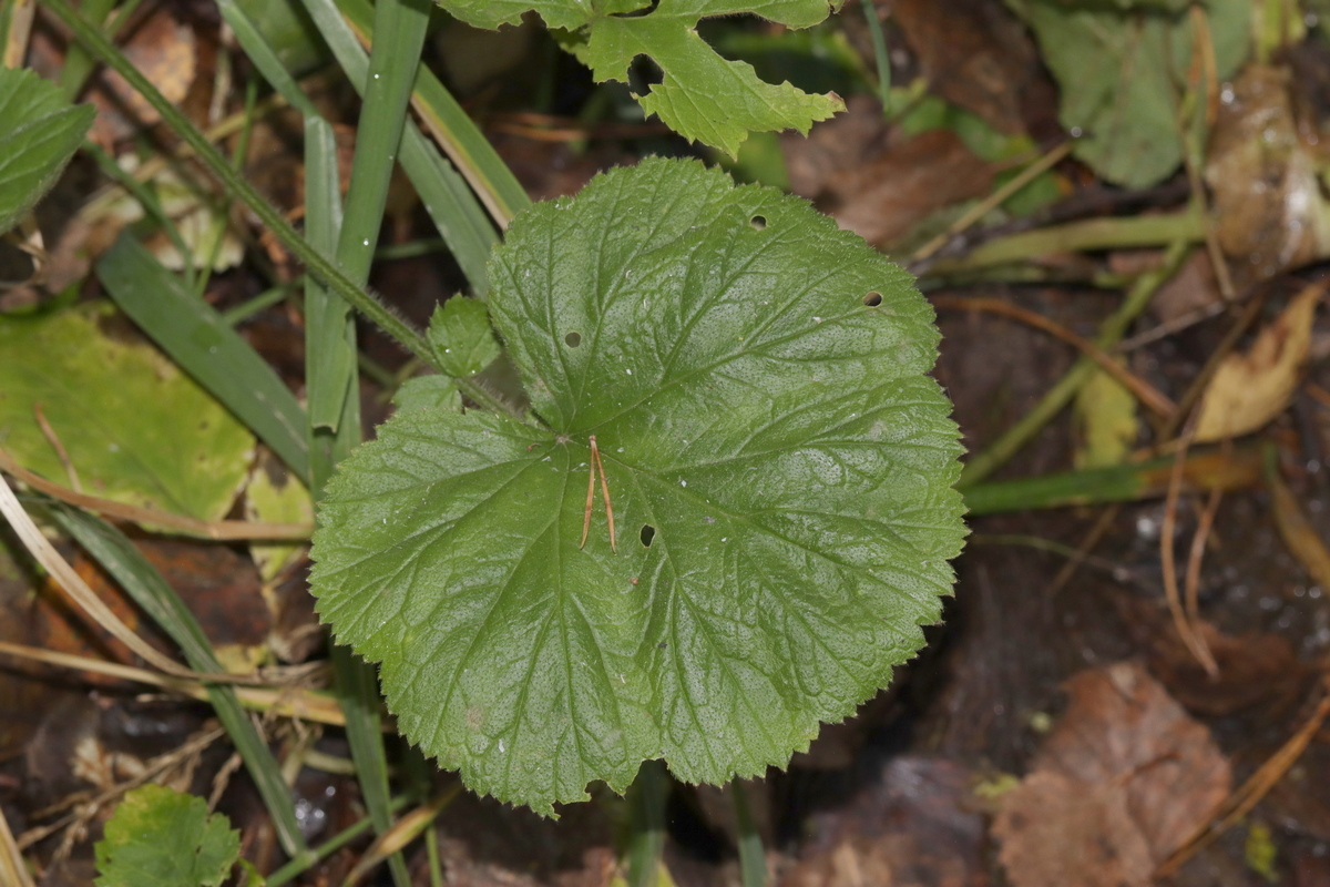 Изображение особи Geum macrophyllum.