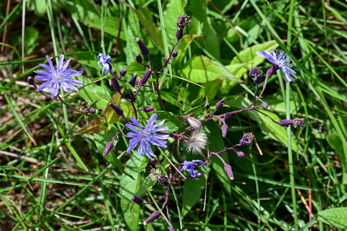 Изображение особи Lactuca sibirica.