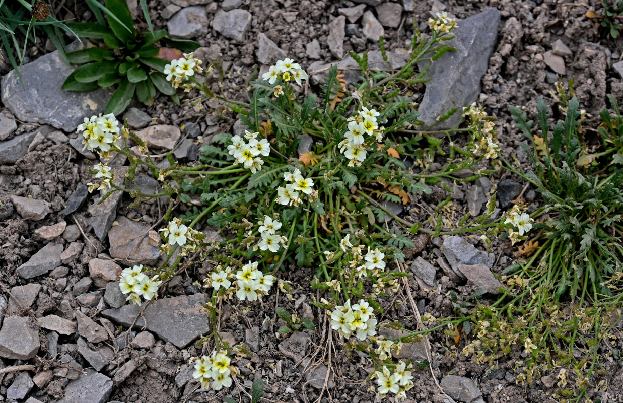 Изображение особи Chorispora macropoda.