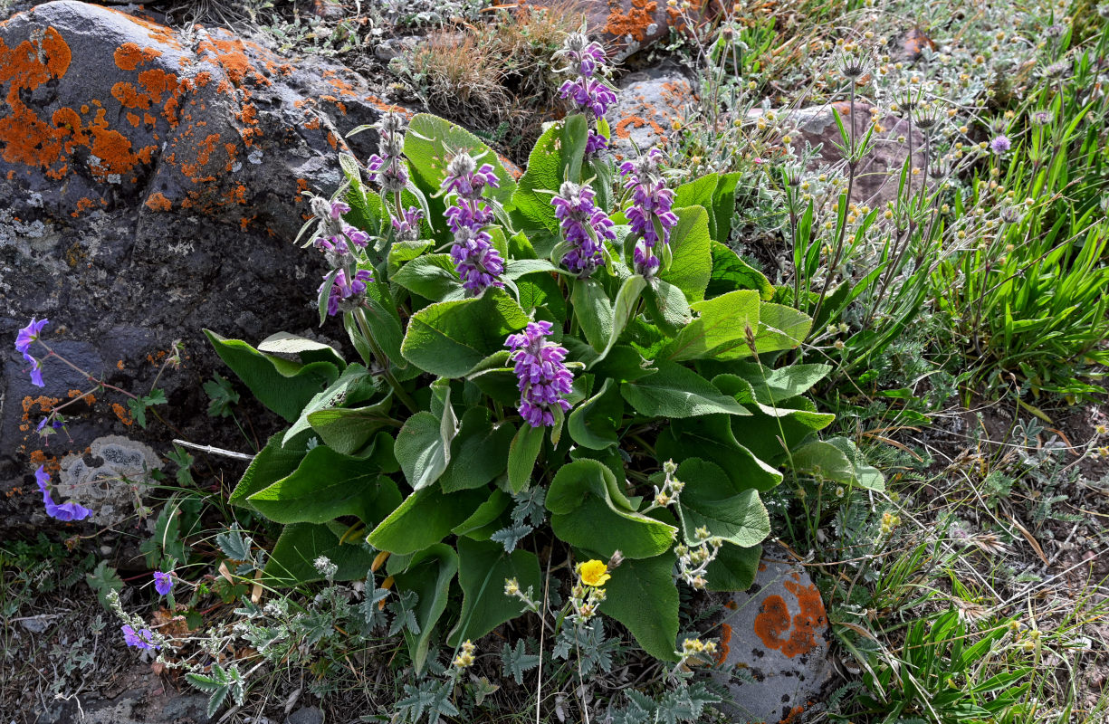 Image of Phlomoides oreophila specimen.