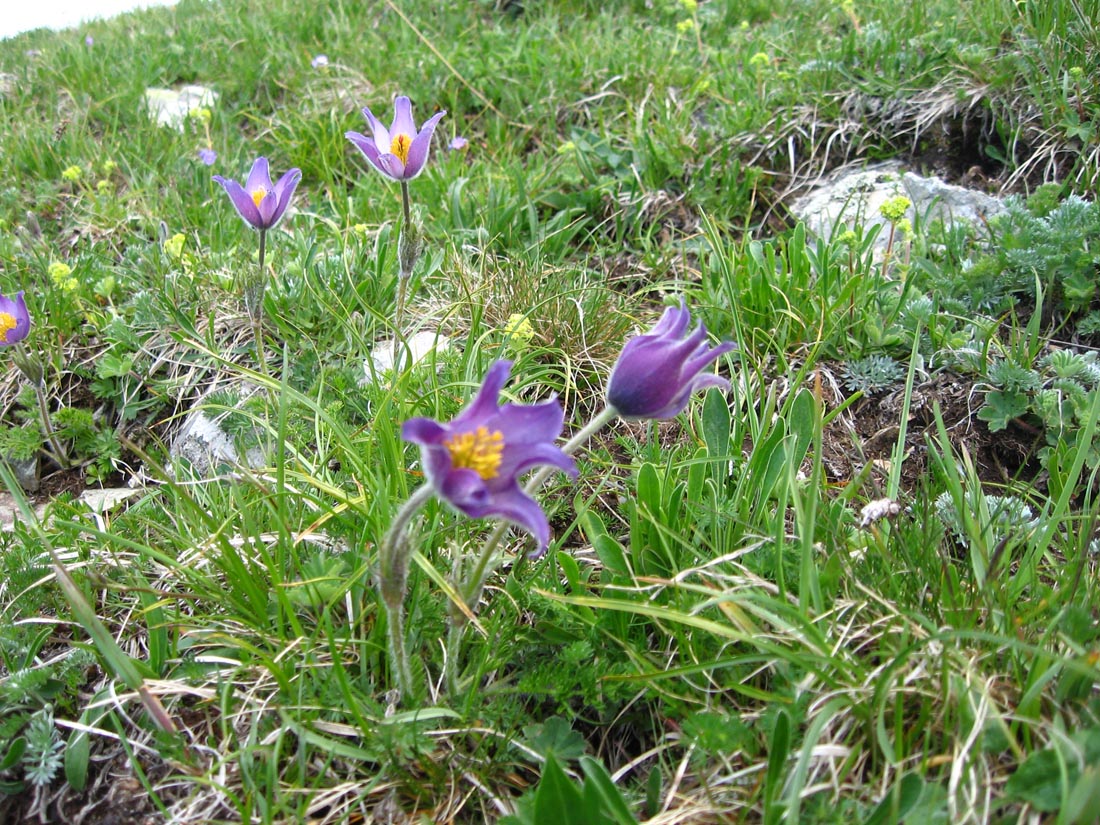 Image of Pulsatilla violacea specimen.