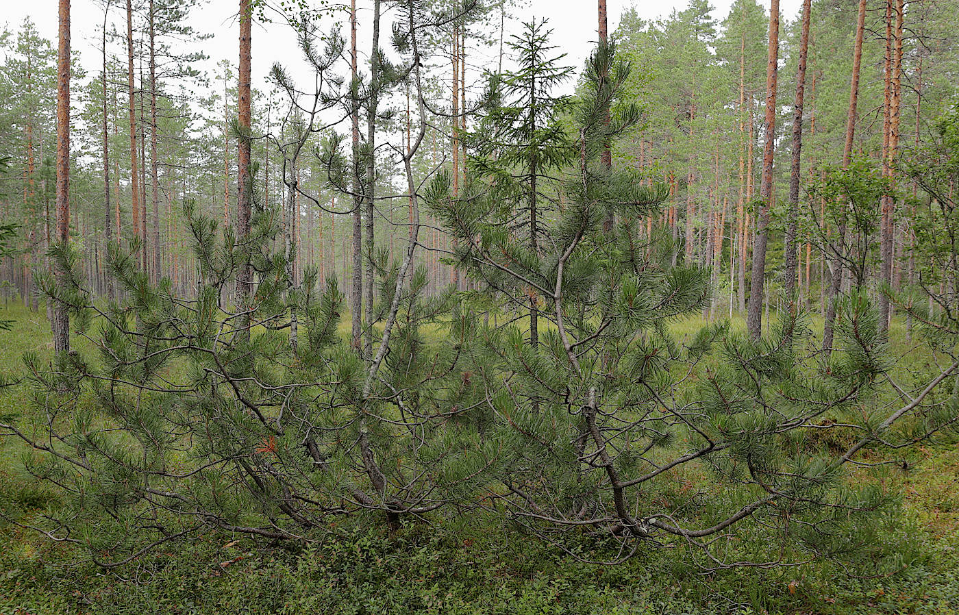 Изображение особи Pinus sylvestris.