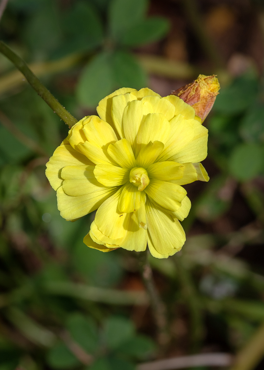 Image of Oxalis pes-caprae f. pleniflora specimen.