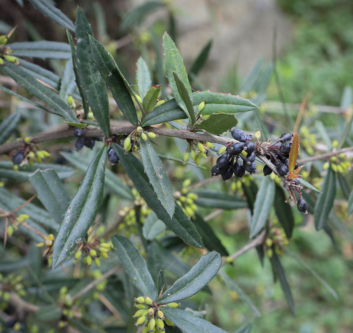 Image of Berberis julianae specimen.