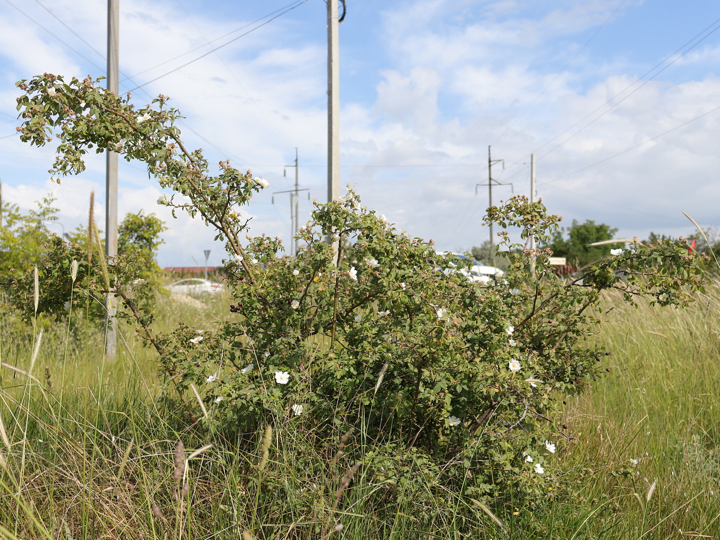 Image of Rosa tomentosa specimen.