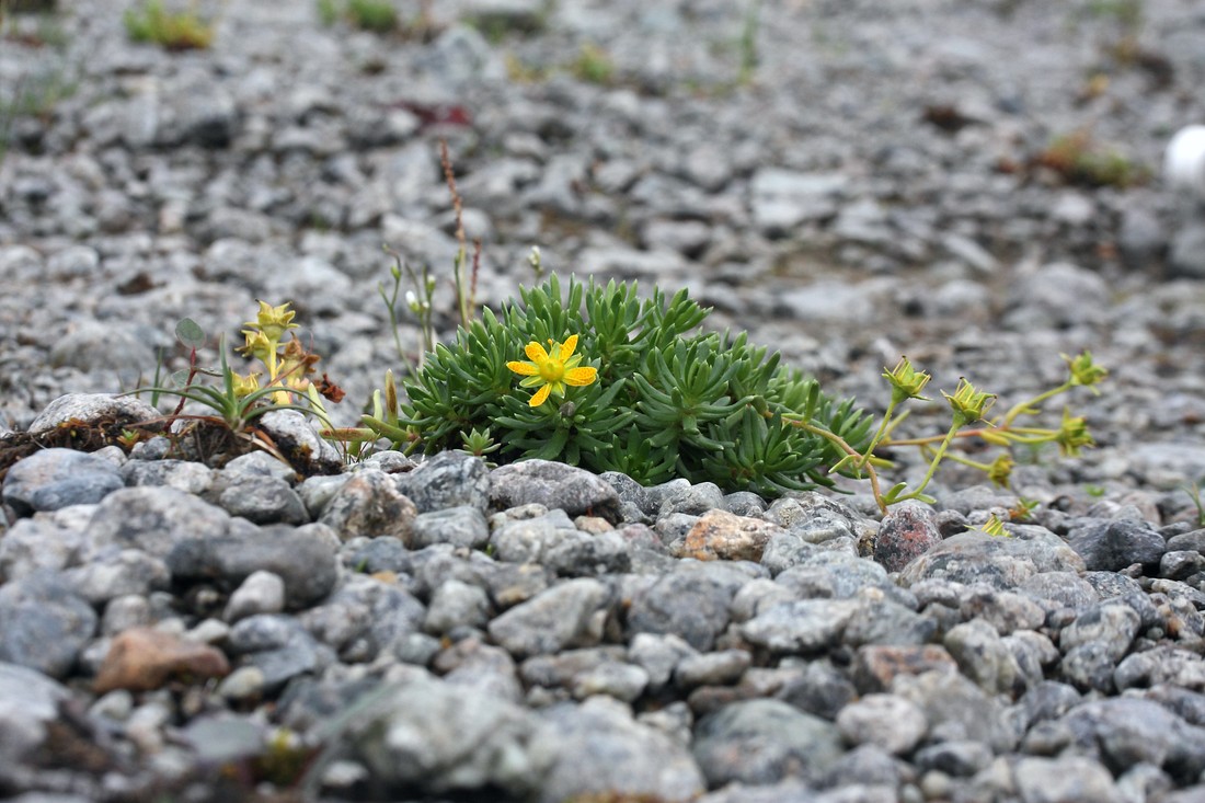 Изображение особи Saxifraga aizoides.