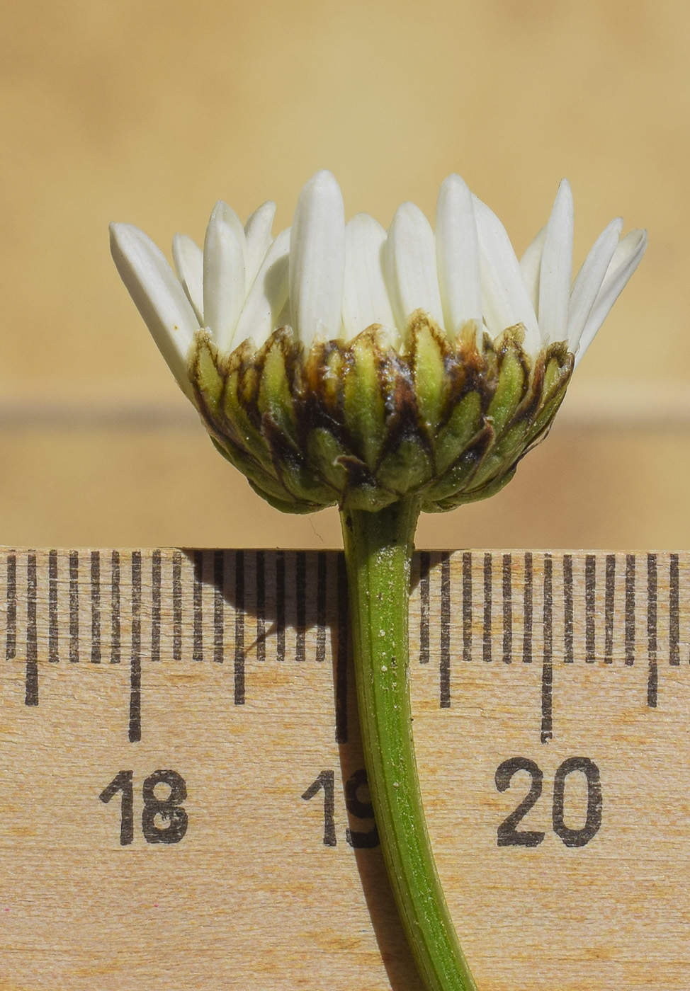 Image of Leucanthemum catalaunicum specimen.
