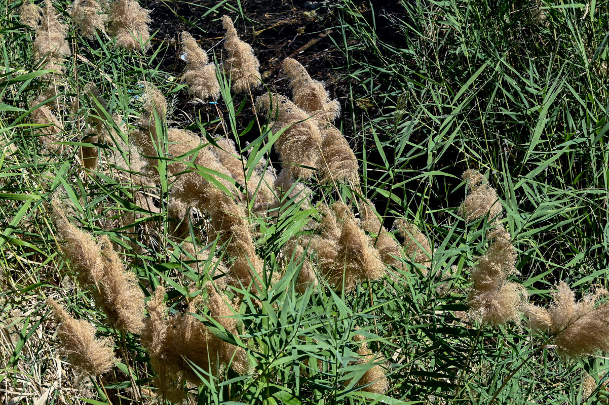 Image of Phragmites australis specimen.