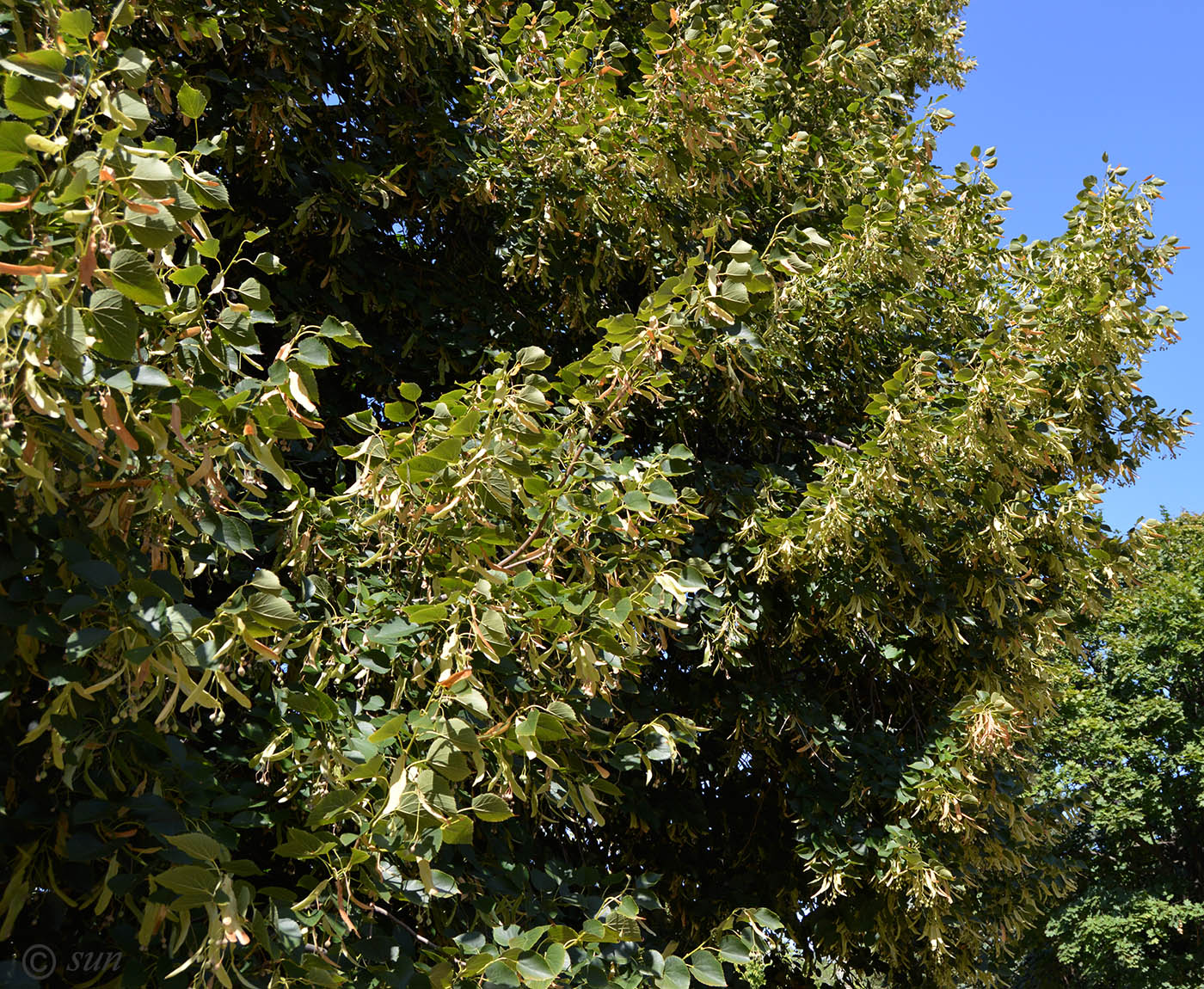 Image of Tilia cordifolia specimen.