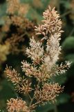 Macleaya cordata. Соцветие с бутонами, цветущими и отцветшими цветками в средней части растения. Беларусь, г. Витебск, ул. Ленина 26А, цветник у торгового центра, в культуре. 11.08.2024.