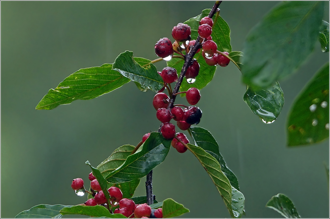 Изображение особи Frangula alnus.