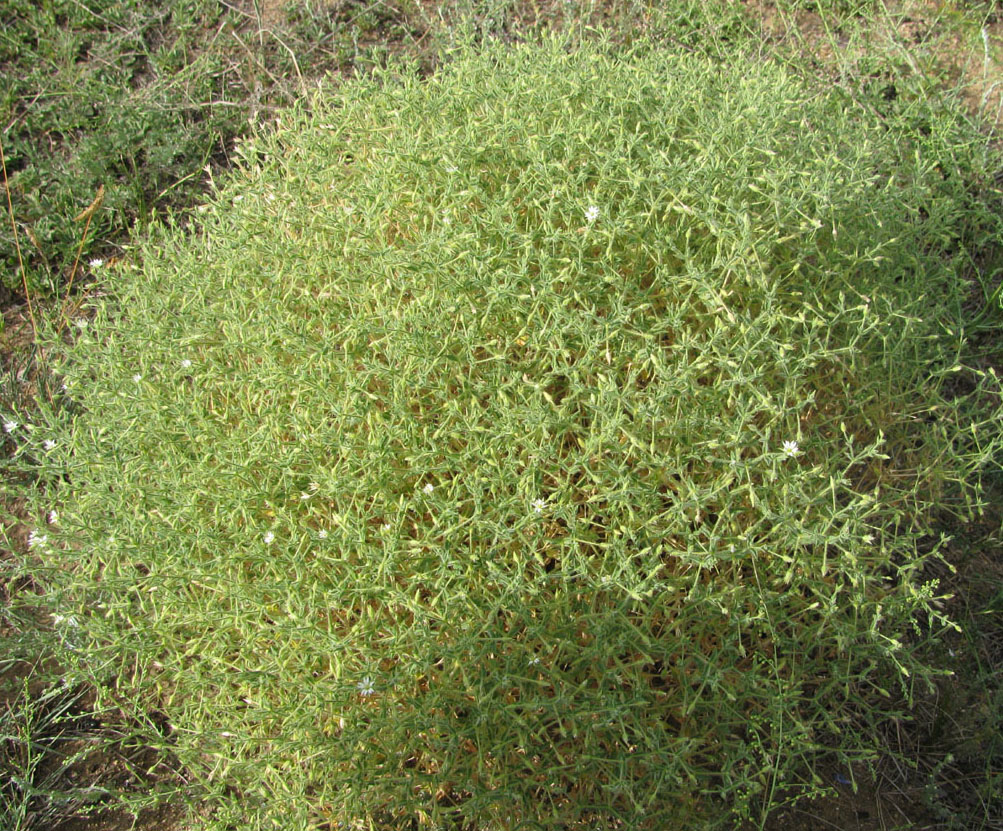 Image of Stellaria dichotoma specimen.