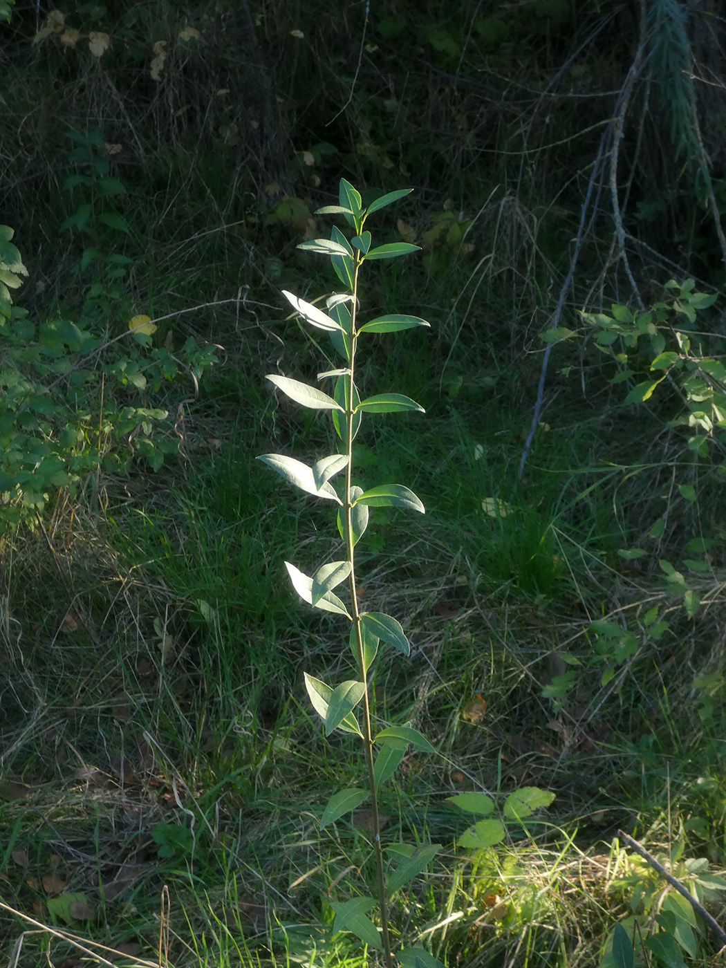 Image of Ligustrum vulgare specimen.