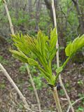 Fraxinus mandshurica. Молодой побег с разворачивающимися листьями. Хабаровский край, окр. г. Комсомольск-на-Амуре, Силинский лесопарк. 25.05.2024.