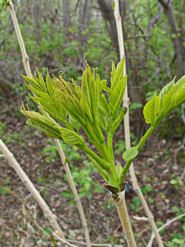 Изображение особи Fraxinus mandshurica.