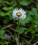 Tussilago farfara. Соплодие после частичного облетания плодов. Брянская обл., г. Брянск, дол. р. Десна, опушка широколиственного леса. 02.05.2024.